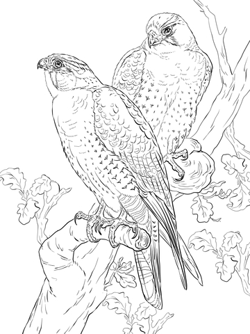 Peregrine Falcons Coloring Page